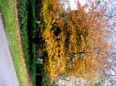 Parrotia persica